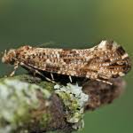 Attēlu rezultāti vaicājumam “Morophaga choragella”