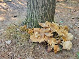 Attēlu rezultāti vaicājumam “Armillaria sp.”