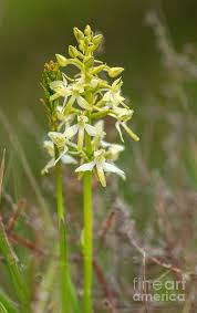 Attēlu rezultāti vaicājumam “Platanthera bifolia flower”
