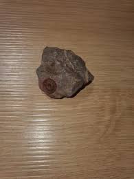 Attēlu rezultāti vaicājumam “Didymium serpula”