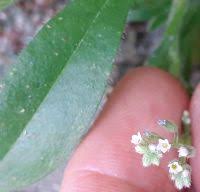 Attēlu rezultāti vaicājumam “Myosotis micrantha”