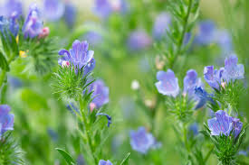 Attēlu rezultāti vaicājumam “Echium vulgare bud”