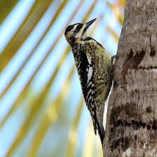 Image result for Sphyrapicus varius