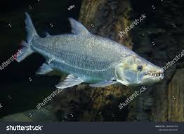 Image result for Goliath Tigerfish