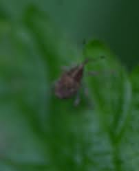 Attēlu rezultāti vaicājumam “Curculio venosus”