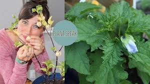 Attēlu rezultāti vaicājumam “Nicandra physalodes”