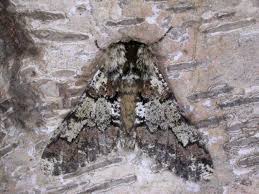 Attēlu rezultāti vaicājumam “Biston strataria”