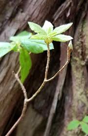 Attēlu rezultāti vaicājumam “Menziesia ferruginea”