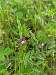Attēlu rezultāti vaicājumam “Vicia lathyroides leaf”