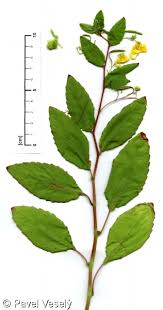 Attēlu rezultāti vaicājumam “Impatiens noli-tangere leaf”