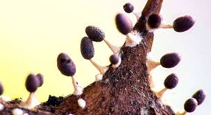 Attēlu rezultāti vaicājumam “Stemonitopsis subcaespitosa macro”