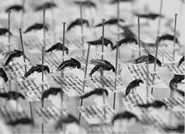 Attēlu rezultāti vaicājumam “Harminius undulatus”