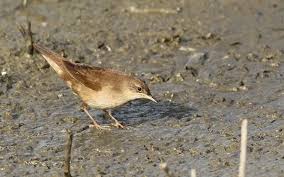 Image result for Locustella luscinioides