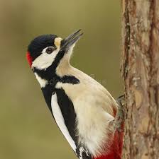 Attēlu rezultāti vaicājumam “Dendrocopos major male”
