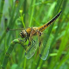 Attēlu rezultāti vaicājumam “Libellula quadrimaculata”