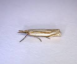 Attēlu rezultāti vaicājumam “Crambus silvella”