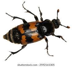 Attēlu rezultāti vaicājumam “Nicrophorus vespillo”