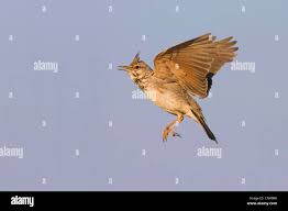 Attēlu rezultāti vaicājumam “Galerida cristata adult”