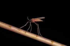 Attēlu rezultāti vaicājumam “Cecidomyiidae”