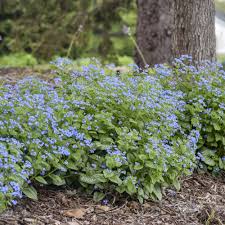 Image result for Brunnera `Jack Frost`