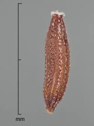 Attēlu rezultāti vaicājumam “Senecio viscosus fruit”