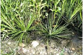 Attēlu rezultāti vaicājumam “Isoetaceae”