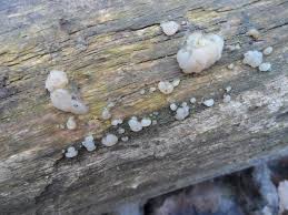 Attēlu rezultāti vaicājumam “Exidia thuretiana”