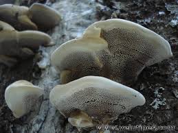 Attēlu rezultāti vaicājumam “Inonotus leporinus”