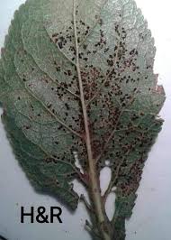 Attēlu rezultāti vaicājumam “Tranzschelia pruni-spinosae”