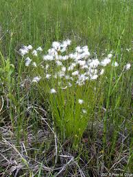 Attēlu rezultāti vaicājumam “Trichophorum alpinum fruit”