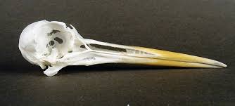 Attēlu rezultāti vaicājumam “Haematopus ostralegus”