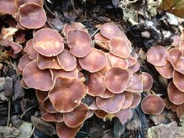 Attēlu rezultāti vaicājumam “Collybia acervata”