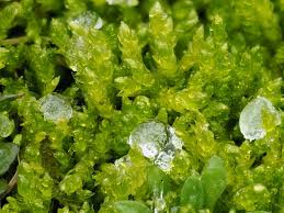 Attēlu rezultāti vaicājumam “Eurhynchiastrum pulchellum macro”