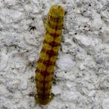 Attēlu rezultāti vaicājumam “Epirrita sp.”