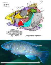 Image result for Tautogolabrus adspersus