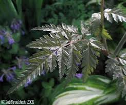 Attēlu rezultāti vaicājumam “Anthriscus sylvestris leaf”