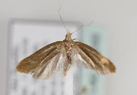 Attēlu rezultāti vaicājumam “Ypsolopha scabrella”