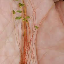 Attēlu rezultāti vaicājumam “Pohlia wahlenbergii sporophyte”