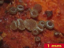 Attēlu rezultāti vaicājumam “Hyphodiscus hymeniophilus”