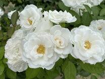 「アイスバーグ」の画像検索結果