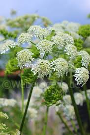 Attēlu rezultāti vaicājumam “Heracleum sphondylium subsp. sibiricum”