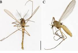 Attēlu rezultāti vaicājumam “Tanytarsus”