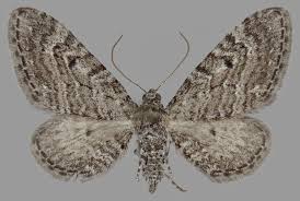 Attēlu rezultāti vaicājumam “Eupithecia tantillaria”