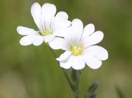 Attēlu rezultāti vaicājumam “Cerastium tomentosum flower”