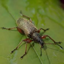 Attēlu rezultāti vaicājumam “Phyllobius”