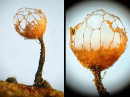 Attēlu rezultāti vaicājumam “Cribraria rufa spores”