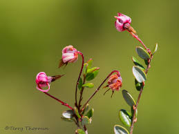Attēlu rezultāti vaicājumam “Oxycoccus bud”