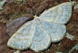 Attēlu rezultāti vaicājumam “Cabera exanthemata male”