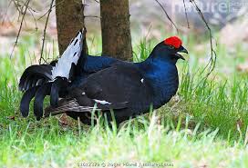 Image result for Tetrao tetrix