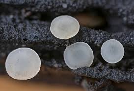 Attēlu rezultāti vaicājumam “Hymenoscyphus imberbis”